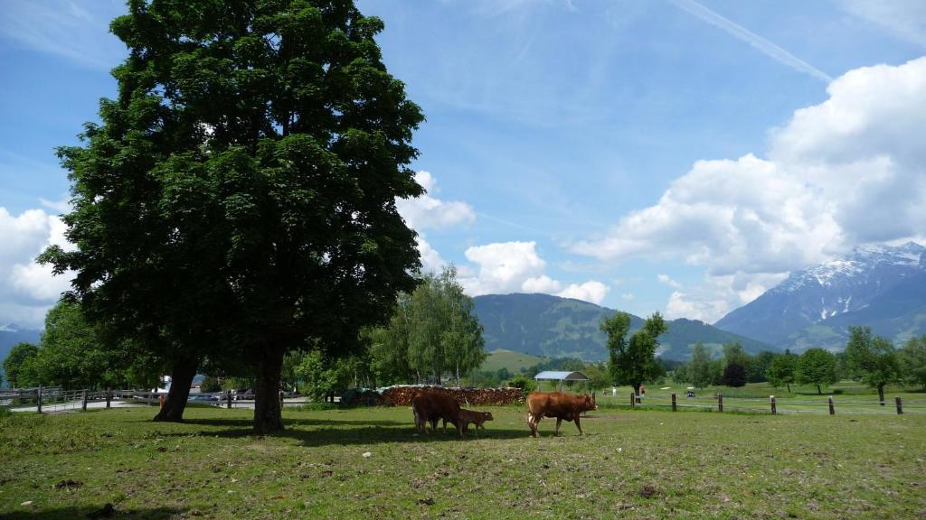 Apartamento Haus Rieder Georg Maria Alm am Steinernen Meer Exterior foto